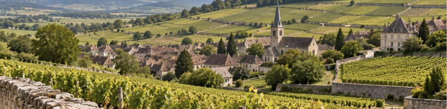 Vins de la Côte de Beaune | La Cave du Chaignot Dijon