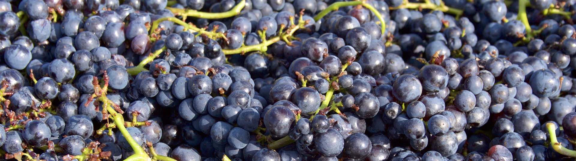 La sélection de grands vins de Bourgogne image
